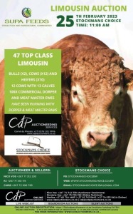 SUPA FEEDS LIMOUSIN AUCTION - BOTSWANA