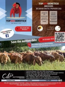 TOP RED GENETICS - KALAHARI RED AUCTION