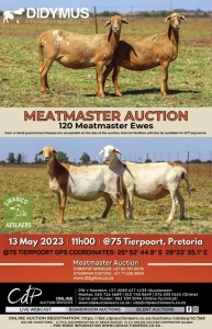 DIDYMUS MEATMASTER AUCTION @75 AUCTION PENS PRETORIA