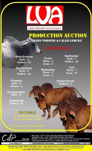 LVA PRODUCTION AUCTION - GHANZI,BOTSWANA 
