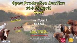 LVA AUCTION - GHANZI,BOTSWANA 