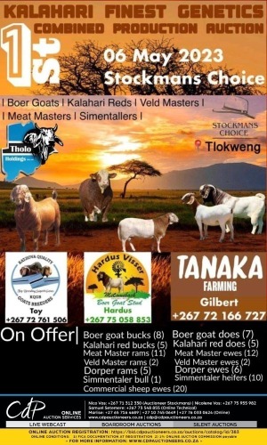 KALAHARI FINEST GENETICS 1ST PRODUCTION AUCTION - TLOKWENG,BOTSWANA