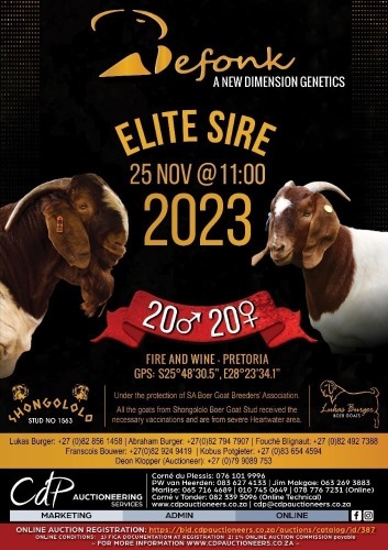 BEFONK SIRE AUCTION