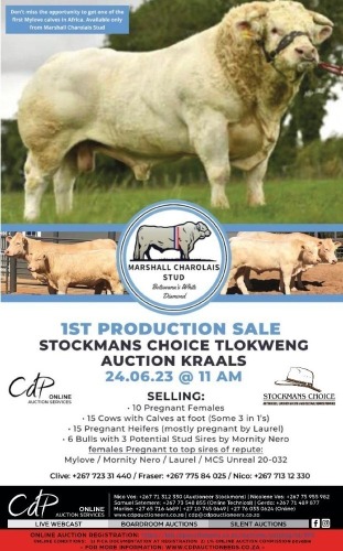 MARSHALL CHAROLAIS STUD - TLOKWENG,BOTSWANA