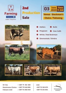 UZA FARMING 2ND PRODUCTION SALE - TLOKWENG,BOTSWANA