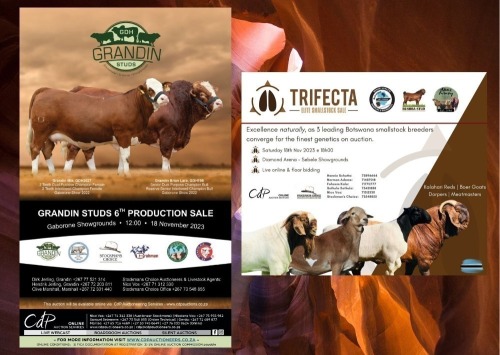 GRANDIN STUD & TRIFECTA AUCTION BOTSWANA