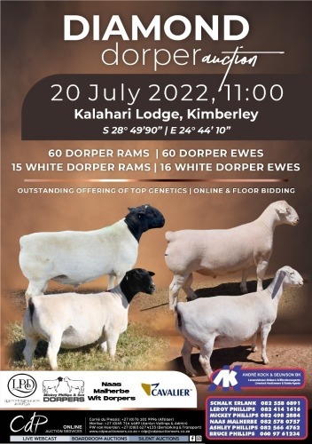 DIAMOND DORPER AUCTION KIMBERLEY