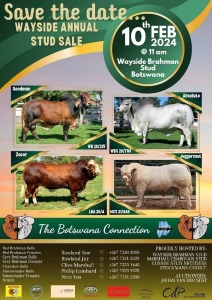 WAYSIDE ANNUAL STUD SALE - 11th ANNIVERSARY - FRANCISTOWN, BOTSWANA 