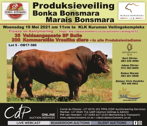 Bonka & Marais Bonsmara Veiling