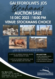 GALEFOROLWE'S J05 BRAHMANS AUCTIONS SALE