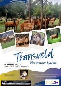 TRANSVELD MEATMASTER CLUB AUCTION 