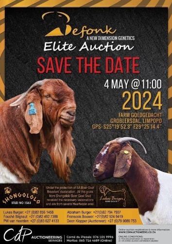 BEFONK ELITE AUCTION