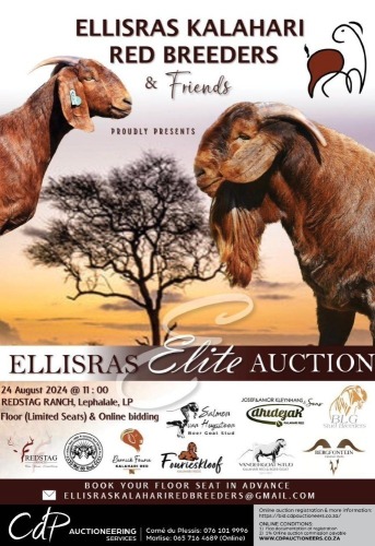 ELLISRAS KALAHARI RED BREEDERS AUCTION