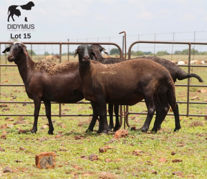 LOT 15 3X MEATMASTER DIDYMUS MEATMASTERS CHRISTOF GROBLER : 0837812076