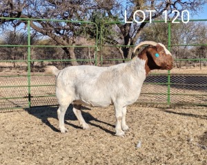 WITHDRAWN - 1X BOER GOAT DOE ELYSIUM BOERBOKSTOET