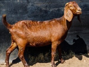 WITHDRAWN - 1X KALAHARI RED PREGNANT DOE BIG BOSS BOERDERY