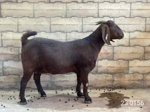 1X KALAHARI RED FLOCK PREGNANT DOE BERNICK FOURIE KALAHARI REDS