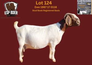 WITHDRAWN - 1X BOER GOAT PREGNANT DOE ESP BOERBOK STOET