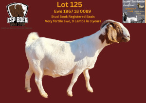 WITHDRAWN - 1X BOER GOAT PREGNANT DOE ESP BOERBOK STOET