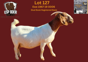 1X BOER GOAT FLOCK PREGNANT DOE ESP BOERBOK STOET