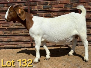 1X BOER GOAT FLOCK PREGNANT DOE SCHOONHEID BOERBOK STOET