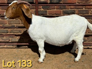 1X BOER GOAT FLOCK PREGNANT DOE SCHOONHEID BOERBOK STOET