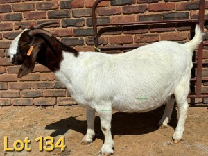 1X BOER GOAT FLOCK PREGNANT DOE SCHOONHEID BOERBOK STOET