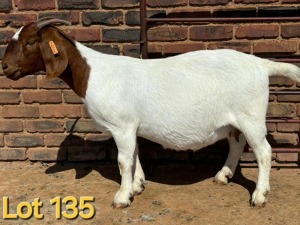 1X BOER GOAT FLOCK ON TEAT PREGNANT DOE SCHOONHEID BOERBOK STOET