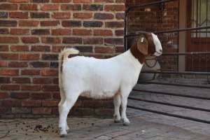 1X BOER GOAT FLOCK PREGNANT DOE PILANESBERG STOET