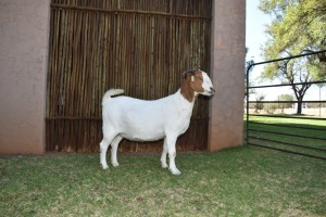 WITHDRAWN - 1X BOER GOAT PREGNANT DOE PILANESBERG STOET