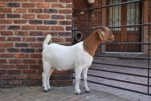 WITHDRAWN - 1X BOER GOAT DOE PILANESBERG STOET