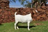 1X BOER GOAT FLOCK PREGNANT DOE PILANESBERG STOET