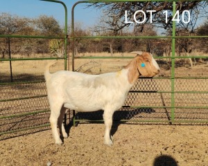 WITHDRAWN - 1X BOER GOAT PREGNANT DOE ELYSIUM BOERBOKSTOET