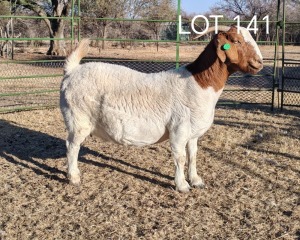 1X BOER GOAT FLOCK PREGNANT DOE ELYSIUM BOERBOKSTOET