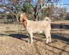 1X BOER GOAT FLOCK PREGNANT DOE ELYSIUM BOERBOKSTOET