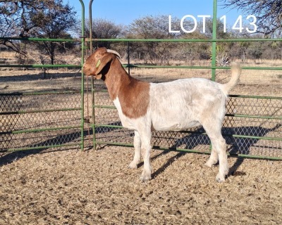 WITHDRAWN - 1X BOER GOAT DOE ELYSIUM BOERBOKSTOET