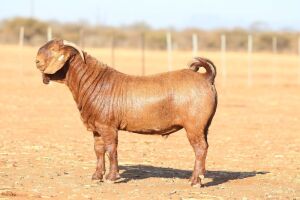 1X KALAHARI RED STUD 39-449 BUCK ANTON & RICKUS BOTHMA