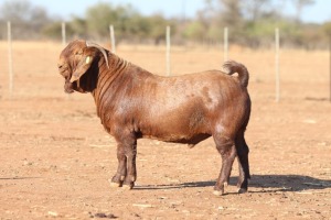 1X KALAHARI RED STUD 39-448 BUCK ANTON & RICKUS BOTHMA