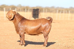 1X KALAHARI RED STUD 48-619 BUCK ANTON & RICKUS BOTHMA