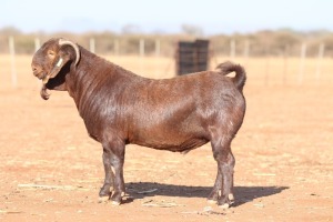 1X KALAHARI RED FLOCK TEAT 39-045 BUCK ANTON & RICKUS BOTHMA