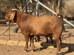 1X KALAHARI RED FLOCK BUCK BERGFONTEIN KALAHARI REDS