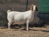 1X BOERGOAT DOE OGS STUD