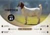 1X BOER GOAT FLOCK DOE CHEROKEE BOER GOAT STUD