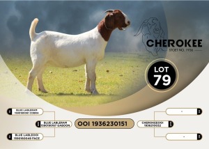 1X BOER GOAT FLOCK DOE CHEROKEE BOER GOAT STUD