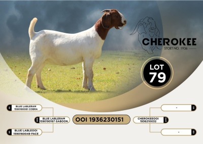 1X BOER GOAT FLOCK DOE CHEROKEE BOER GOAT STUD