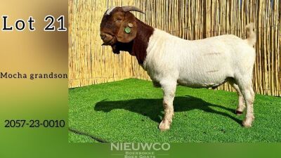 WITHDRAWN - 1X BOER GOAT BUCK NIEUWCO BOERBOKKE