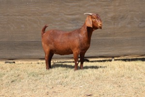 1X KALAHARI RED FLOCK 48-871 PREGNANT DOE VAN HEERDEN STOET (IVAN & MALAN)