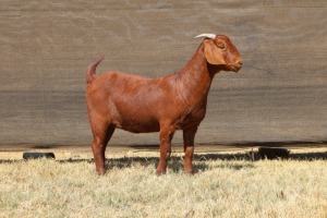 1X KALAHARI RED FLOCK 48-874 DOE VAN HEERDEN STOET (IVAN & MALAN)