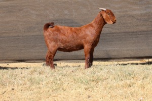 1X KALAHARI RED STUD 48-612 DOE VAN HEERDEN STOET (IVAN & MALAN)