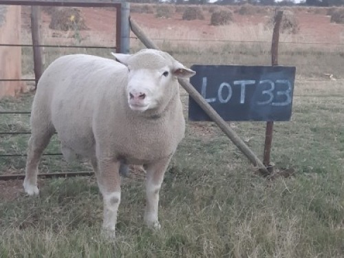 LOT 33 RAM : WH 19 0068 - W.H. VAN HUYSSTEEN&nbsp;